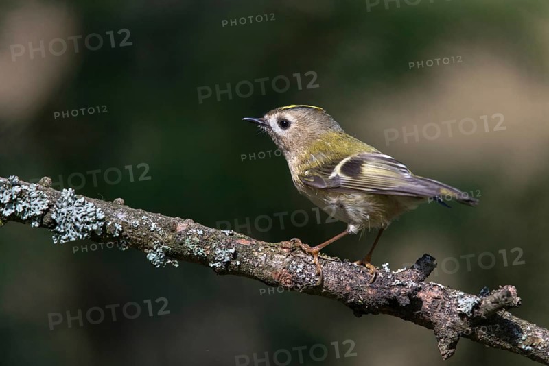 Goldcrest, golden chicken, Regulus regulus, winter golden chicken, birds, passeri, songbirds, birds