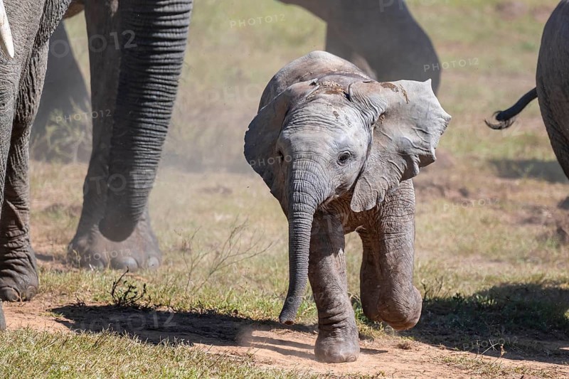 Cute little elephant, young animal, herd of African elephants (Loxodonta africana), Addo Elephant National Park, Eastern Cape, South Africa