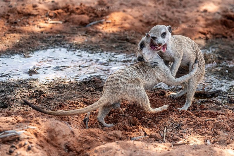 Fighting meerkats (Suricatta suricata), Kgalagadi Transfrontier Park, Northern Cape, South Africa