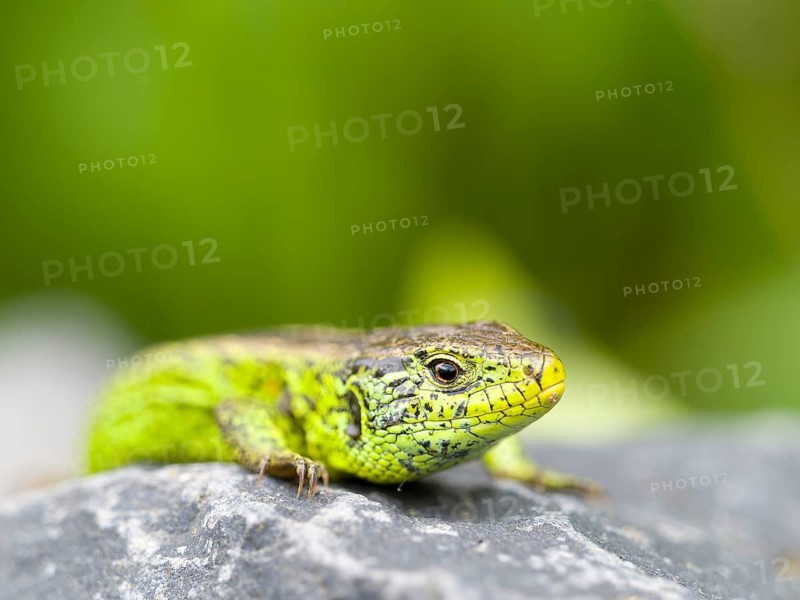 A male sand lizard (Lacerta agilis) is resting on a stone, Solms, Hesse, Germany