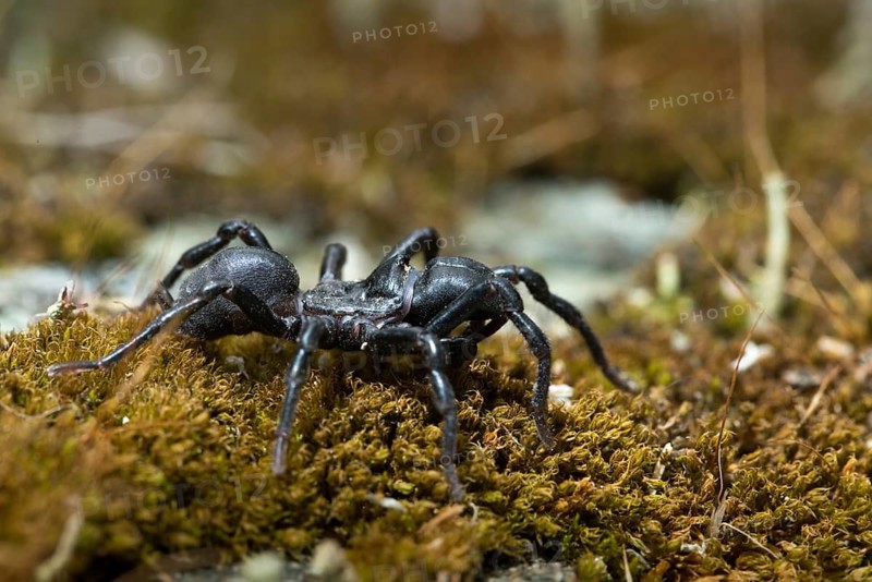 Atypus affinis, common wallpapering spider, mygalomorphae, purseweb spider, tarantula spider, spiders