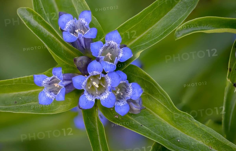 Gentian plants, gentiana cruciata, gentianaceae, cruciferous gentian, cross gentian, gentian, flora, plants, star gentian