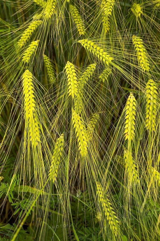Close-up of barley (Hordeum vulgare) on large field, plant species from the sweet grass family, Germany