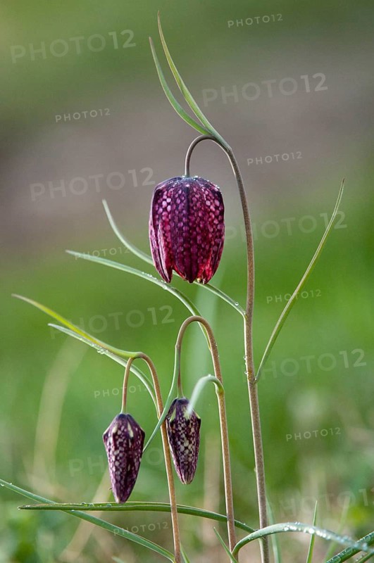 Fritillaria meleagris, lapwing egg, liliaceae, lily family, chess flower, checkerboard flower, snake's head, snake's head fritillary, flora, high size, vertical format, plants, plants