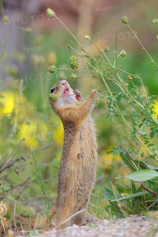 A fully grown European ground squirrel (Spermophilus citellus) eats seats, leaves and flowers in a green meadow with tall vegetation on a sunny day. Austria
