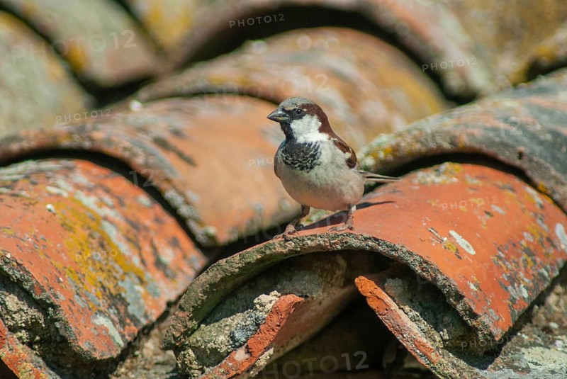 House sparrow, house sparrow, passer domesticus, sparrow, birds, extremadura, male, passeri, songbirds, Spain, sparrow, sparrow, sparrow, sparrow, sparrow, sparrow, sparrow, birds