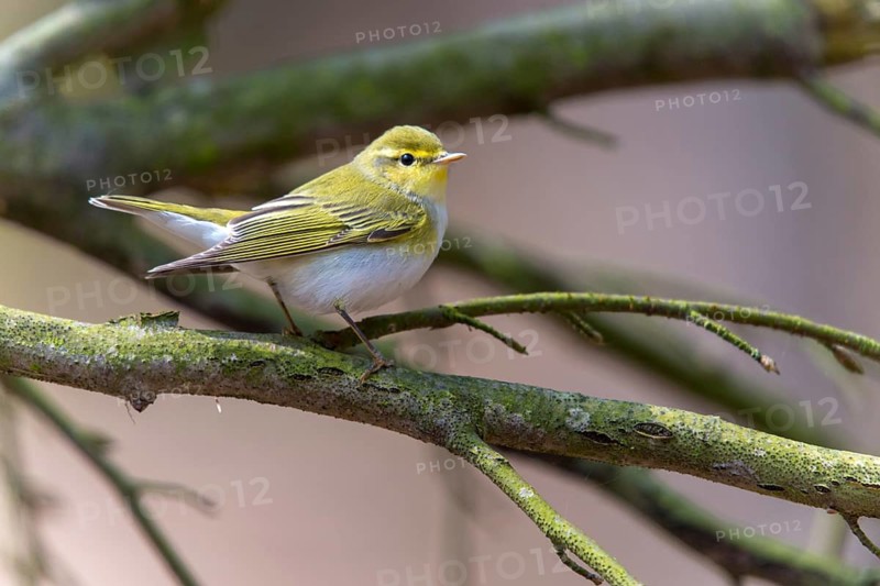 Phylloscopus sibilatrix, woodwarbler, birds, passeri, songbirds, songbirds, birds