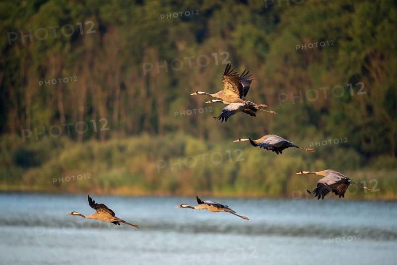 Crane, grus grus, crane, birds, gruidae, gruiformes, cranes, waitbirds, birds