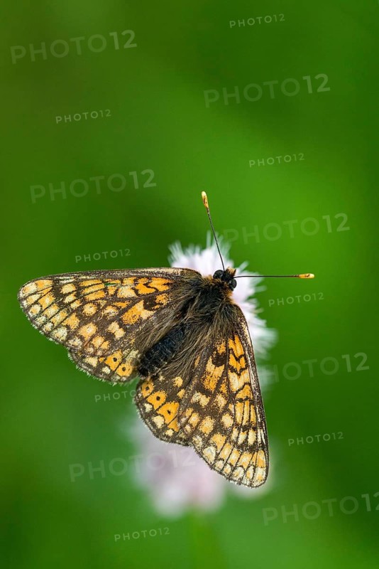 Bite check moth, bite cheek moth, euphydryas aurinia, eurodryas aurinia, golden tick moth, green ribbon, marsh fritillary, melitaea aurinia, scabiotic cheek moth, butterfly, high size, portrait format, insects, butterfly, butterflies