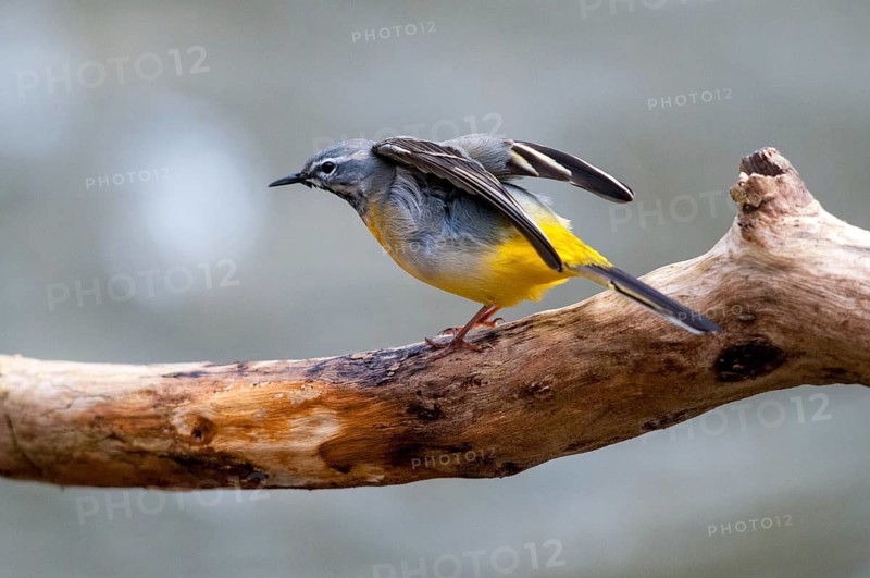 Mountain tail, grey wagtail, motacilla cinerea, birds, song, passeri, singing, songbirds, birds