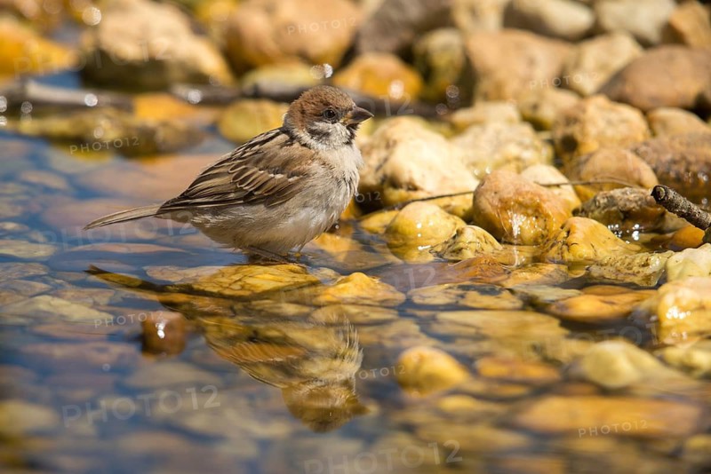 Tree Sparrow, Passer Montanus, Sparrow, Tree Sparrow, Bath, Bird Bath, Birds, Passeri, Songbirds, Sparrow, Sparrow, Sparrow, Sparrow, Watering Place