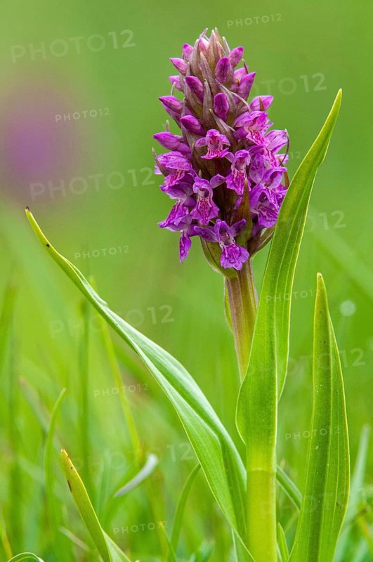 Dactylorhiza incarnata, flesh-colored orchid, orchidaceae, orchids, orchid family, Sweden, stiff-leaved orchid, early march orchid, flora, high size, portrait, plants, plants, Sweden, Öland
