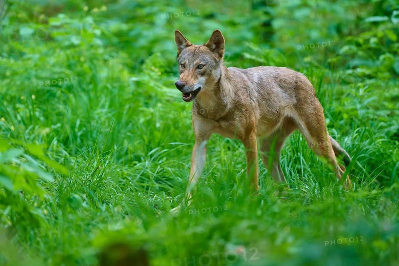 A wolf moves through thick, green grass in the forest, summer, wolf (Canis lupus), Germany