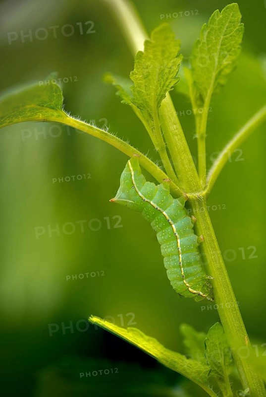 Amphipyra berbera, Amphipyra svenssoni, owl moth, noctuidae, pyramidal owl, Svensson's copper underwing, Svensson's pyramidal owl, butterfly, camouflage, high size, portrait, inchworm, insects, moths, moths, moth, caterpillar, butterfly, camouflage
