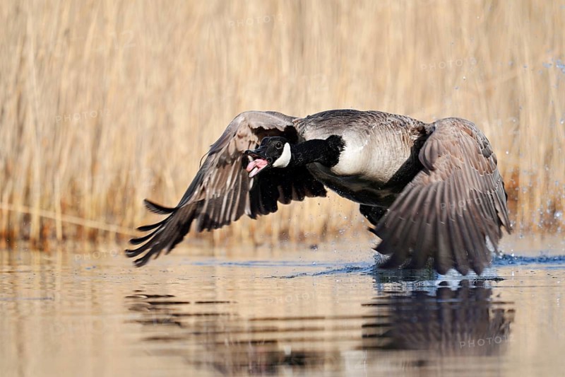 A Canada goose (Branta canadensis) takes off from the water and calls out, North Rhine-Westphalia, Germany