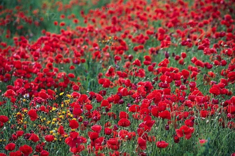Flanders poppy, corn poppy, poppy, poppy, poppy, papaver rhoeas, papaveraceae, common poppy, coquelicot, corn poppy, corn rose, field poppy, flora, plants, plants, red poppy, red weed, summer