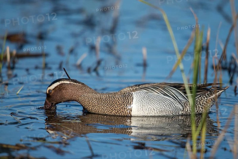 Anas Querquedula, Garganey, Granelli, Italy, crisp duck, Pantano Cuba lagoon, Pantani Cuba and Longarini, spatula querquedula, migratory bird sanctuary, Pantani Cuba & Longarini migratory bird sanctuary, Anatidae, birds, ducks, duck birds, drake, Italy, male, male, Sicily, foundation pro biodiversity, birds, waterbirds, Waterbirds