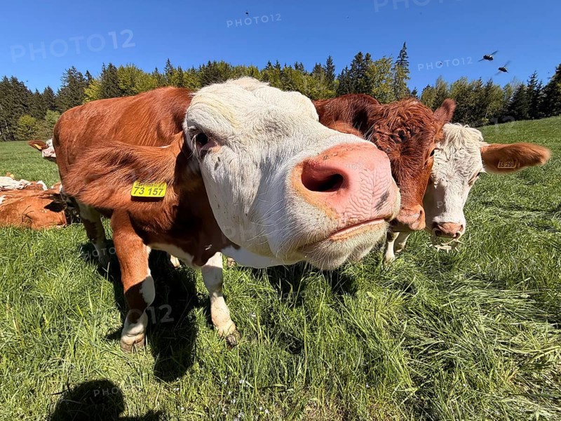 Funny curious cow looking at camera, young animal, cows in a pasture, Bavaria, Germany