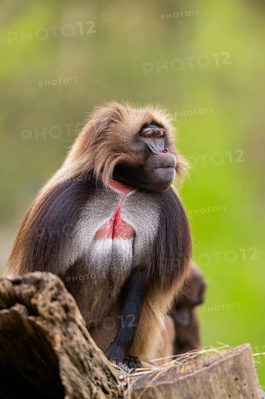 Gelada (Theropithecus gelada) sitting on an old tree trunk, captive, distribution africa