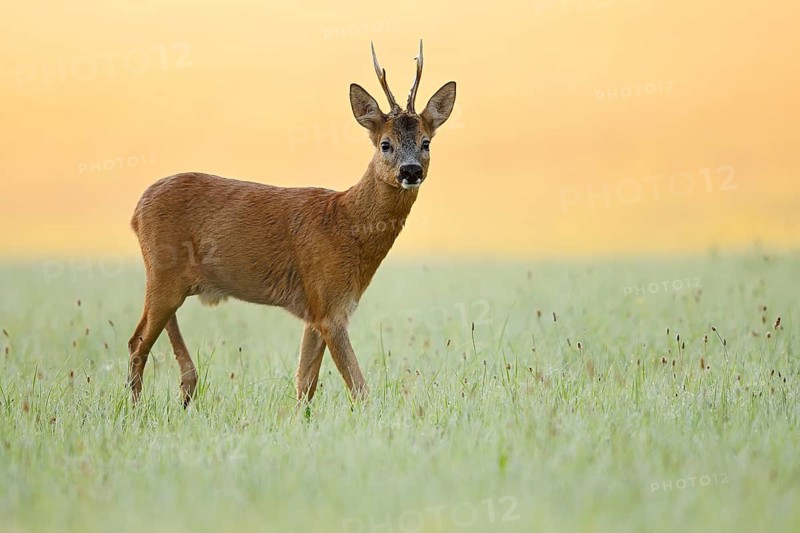 European roe deer (Capreolus capreolus), a roebuck standing in a meadow, North Rhine-Westphalia, Germany