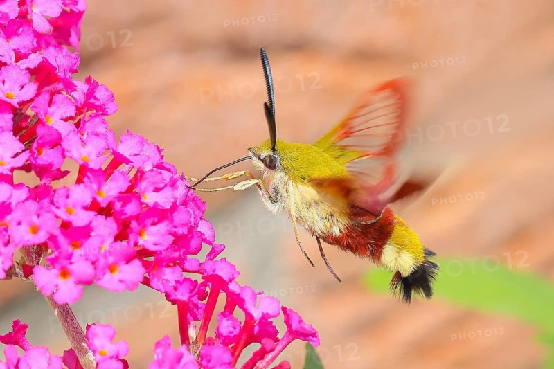Bumblebee hawk-moth (Hemaris fuciformes), in flight, the bumblebee hawk-moth feeds on nectar from butterfly bush (Buddleja davidii), Siegerland, North Rhine-Westphalia, Germany