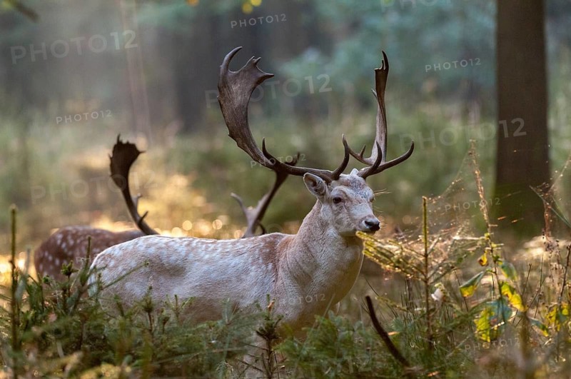 Dama dama, fallow deer, fallow deer, mammals, shovelers, mammals