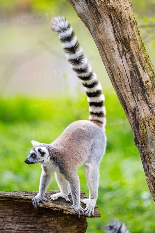 Ring-tailed lemur (Lemur catta) walking on an old tree trunk, captive, Germany