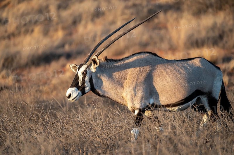 Oryx (Oryx gazella), Kalahari Desert, Kgalagadi Transfrontier Park, South Africa