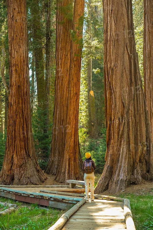 Person wearing a backpack and yellow beanie hat walking along a wooden boardwalk, surrounded by towering, ancient giant sequoia trees in a national park forest, experiencing nature and wilderness