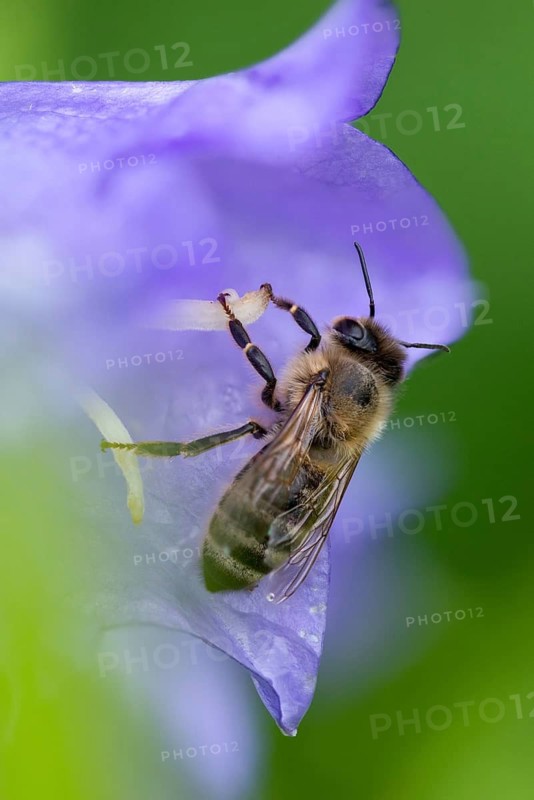 Apidae, apis mellifera, bees, European honey bee, European honeybee, hymenoptera, western honey bee, western honey bee, high size, portrait format, honey bee, honeybee, insects, wild bees