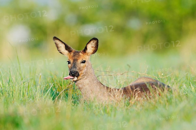 European roe deer (Capreolus capreolus), doe lying in a meadow, spring, North Rhine-Westphalia, Germany