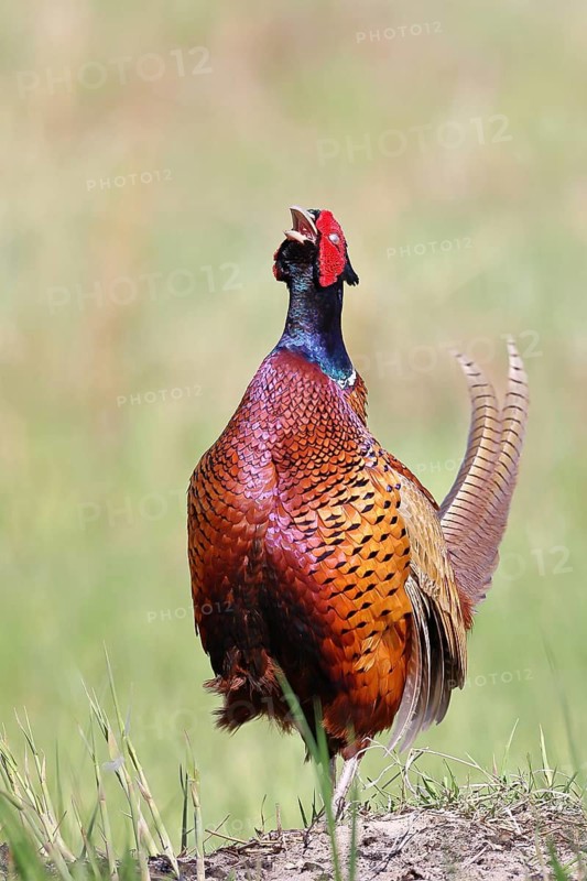 Pheasant, common pheasant (Phasianus colchicus), adult male bird uttering a courtship call in a meadow, marking its territory, wildlife, Lembruch, Ochsen Moor, Dümmer nature park Park, Lower Saxony, Germany
