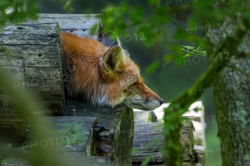 Red fox (Vulpes vulpes) sleeping on woodpile, pile of firewood at edge of forest