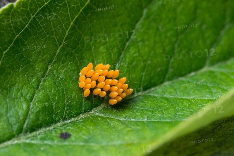Asian ladybeetle, Asian ladybird, coccinellidae, coccinellinae, harlequin ladybird, harmonia axyridis, ladybird, ladybird, multicolored ladybird, beetle, coleoptera, eggs, clutch, harlequin, insects, beetles, multicolored Asian
