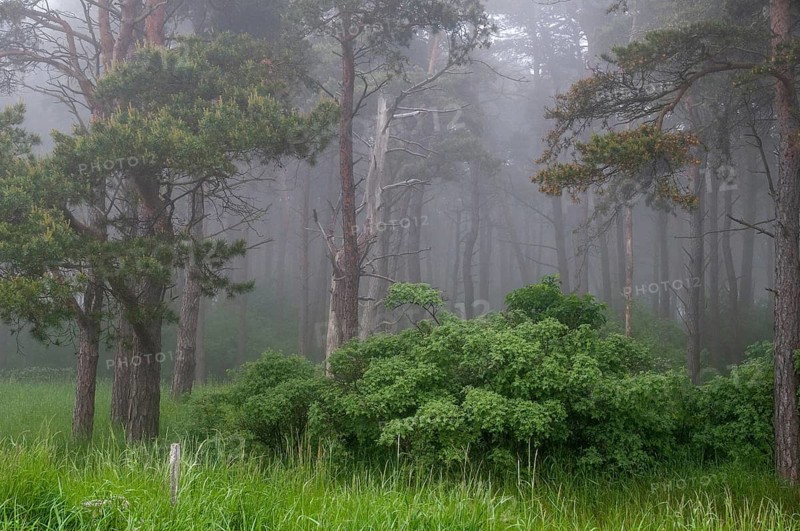 Sweden, Atmosphere, Countries, Haze, Landscape, Countries, Fog, Travel, Mood, Sweden, Travels, Öland