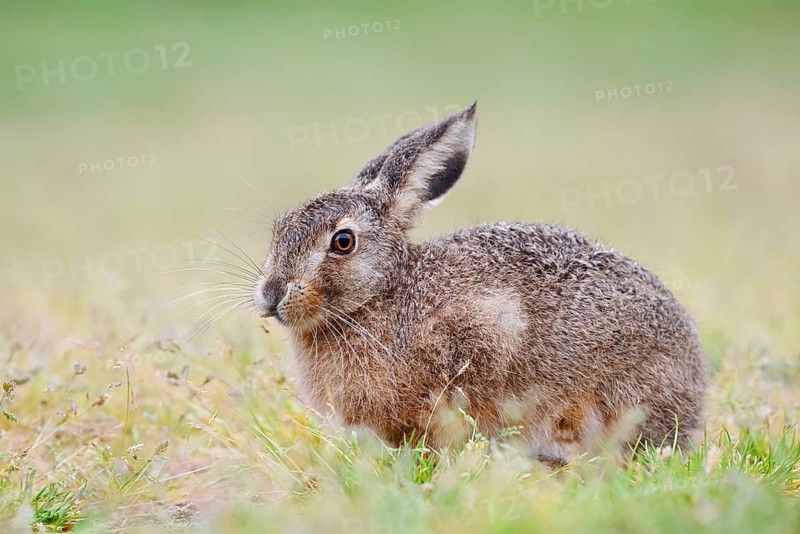 European hare (Lepus europaeus), North Rhine-Westphalia, Germany