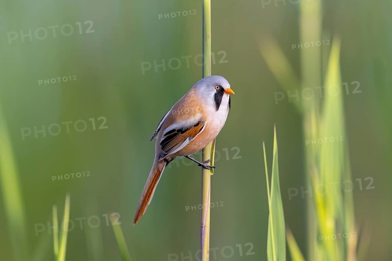 Bearded reedling, bearded tit (Panurus biarmicus) adult male in reedbed perched on reed stem at wetland in spring