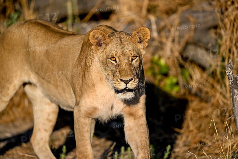 Lioness (Panthera leo) near Atzaró Camp, portrait, Okavango Delta, North-West District, Botswana