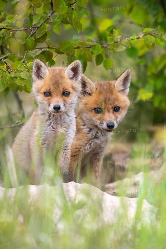 Carnivora, predators, red fox, vulpes vulpes, fox, adolescent, high size, portrait, juvenile, mammals, raptors, mammals, mammals, puppies