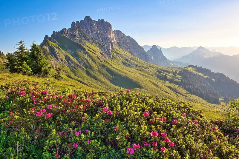 The Jaun Pass with the Gastlosen mountain range in the morning light, in the foreground, the rusty-leaved alpenrose (Rhododendron ferrugineum), Canton of Bern, Switzerland