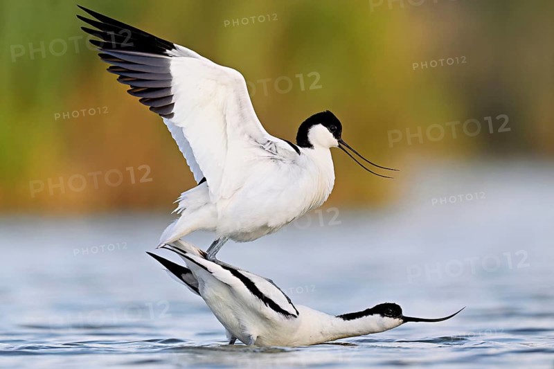 Avocet (Recurvirostra avosetta), a pair mating in shallow water, Camargue Regional Nature Park, southern France, France