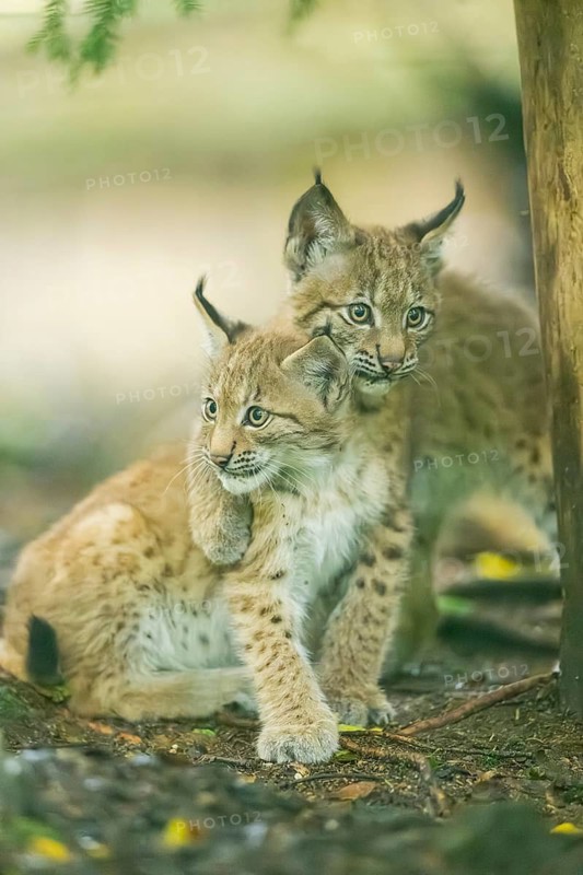 Eurasian lynx (Lynx lynx) youngsters (cubs) playing with each other in a forest, Bavaria, Germany