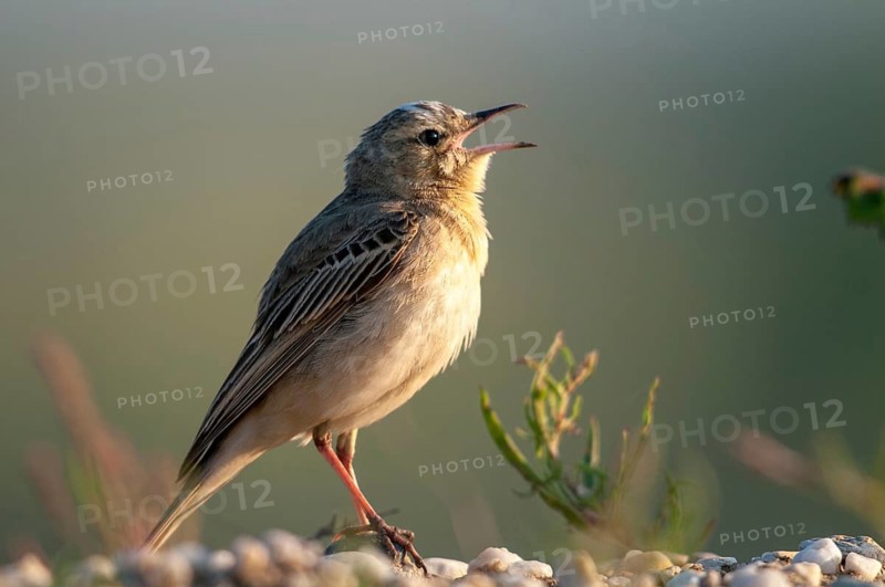Anthus Campestris, Brachpieper, Brandenburg, Germany, Nabu, national natural heritage, natural paradise Grünhaus, tawny pipit, post-mining landscape, birds, song, green house, male, passeri, singing, songbirds, birds