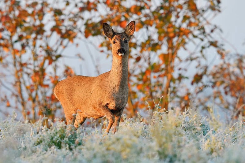 European roe deer (Capreolus capreolus), female roe deer in winter, North Rhine-Westphalia, Germany