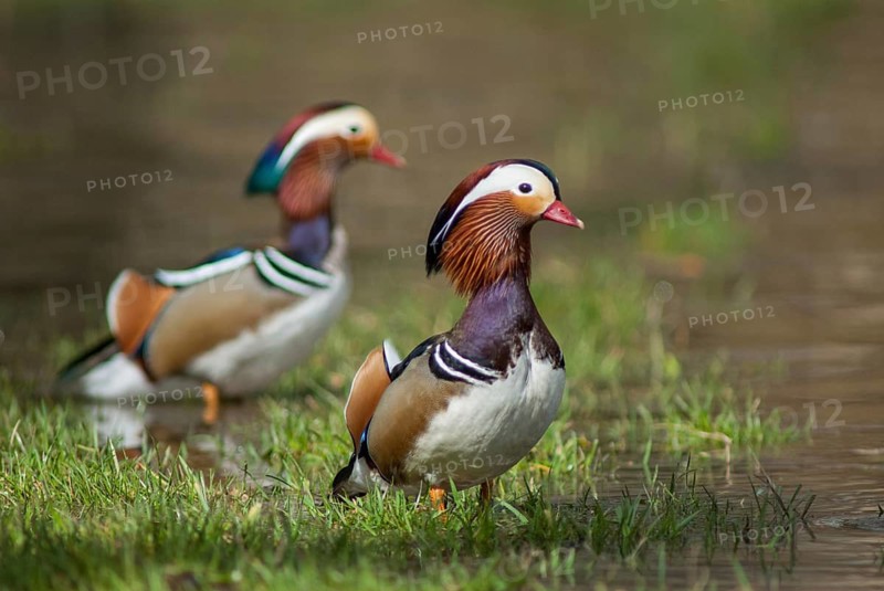Aix galericulata, mandarin, mandarin duck, anatidae, birds, ducks, ducks, duck birds, leo, male, birds, waterbirds, waterbirds