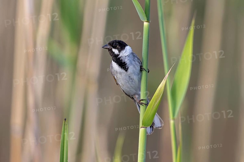 Common reed bunting (Emberiza schoeniclus) adult male in breeding plumage perched on reed stem in reedbed in spring