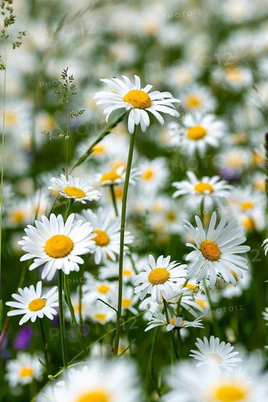 Asteraceae, daisy, leucanthemum vulgare, daisy, flower meadow, blooming meadow, dog daisy, flora, smooth roast meadow, high size, portrait format, landscape, marguerite, meadow, natural meadow, oxeye daisy, plants, meadow, wildflower meadow
