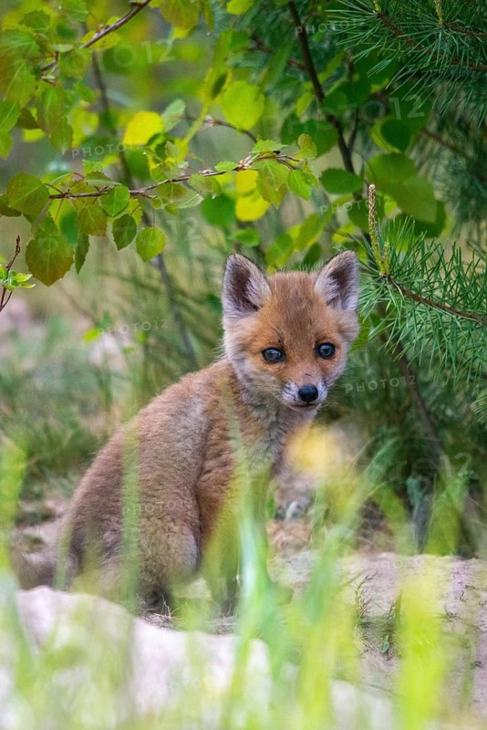 Carnivora, predators, red fox, vulpes vulpes, fox, adolescent, high size, portrait, juvenile, mammals, raptors, mammals, mammals, puppies