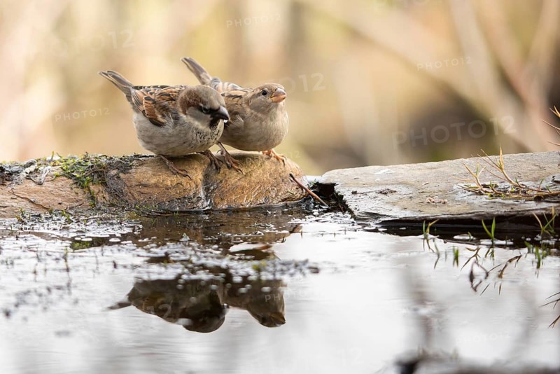 House Sparrow, Passer Domesticus, Sparrow, Bath, Bird Bath, Birds, Female, Male, Male, Passeri, Songbirds, Sparrow, Sparrow, Sparrow, Sparrow, Sparrow, Sparrow, Watering Place, Female