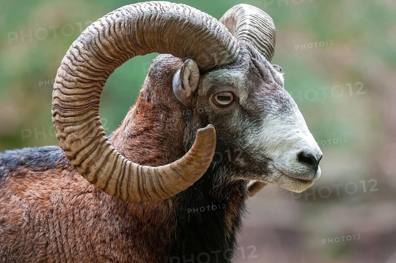 Artiodactyla, even-toed ungulate, mouflon, mouflon, mouflon, ovis gmelini musimon, cloven-hoofed, mammals, sheep, mammals, rams, game